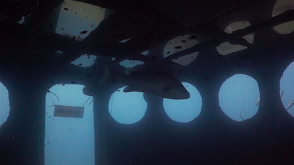 Pour rentrer à l’intérieur par contre, il faut avoir passé la spécialité Wreck Diver (Plongeur sur épave). Les plongeurs certifiés sont rares, le matériel spécifique et les sessions de formation aussi, ce sera donc pour une prochaine fois. Pour rentrer à l’intérieur par contre, il faut avoir passé la spécialité Wreck Diver (Plongeur sur épave). Les plongeurs certifiés sont rares, le matériel spécifique et les sessions de formation aussi, ce sera donc pour une prochaine fois.